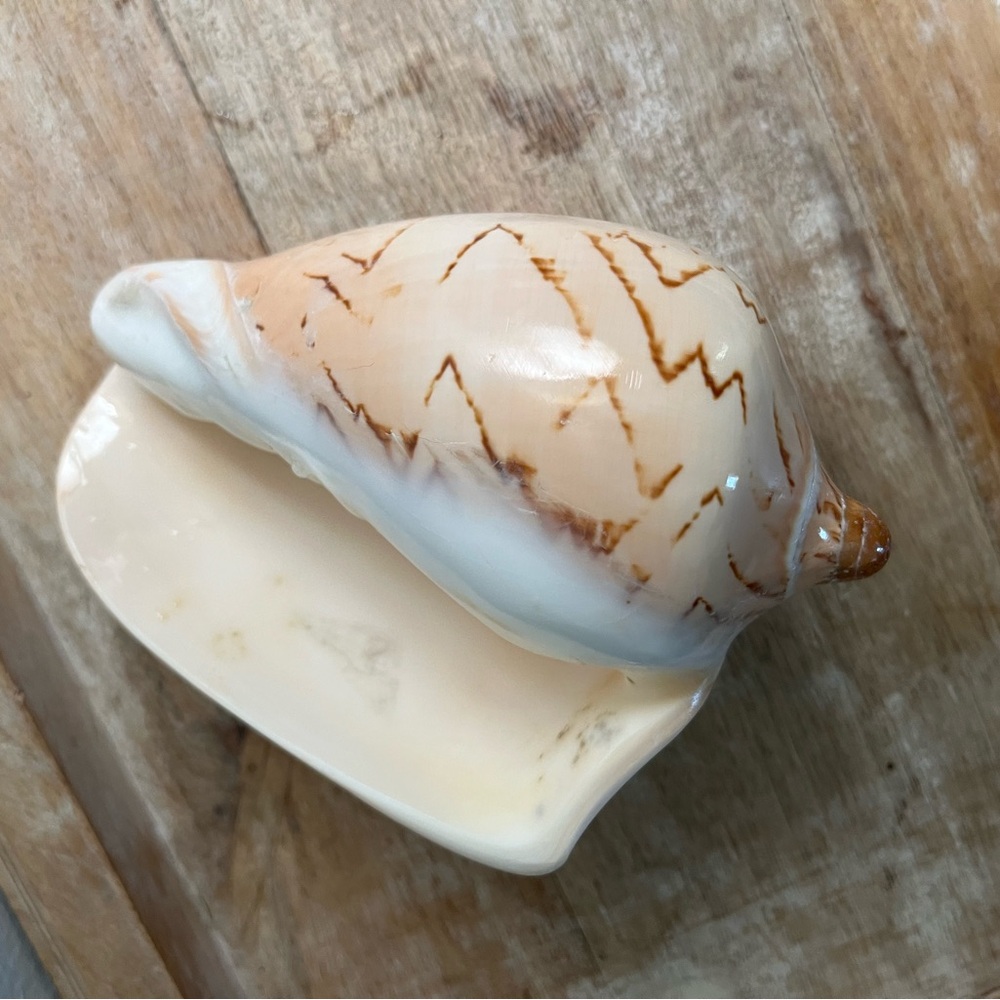Ocean Shell Beige Tan Real Decoration Beach
